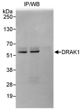 Rabbit anti-DRAK1 Antibody, Affinity Purified