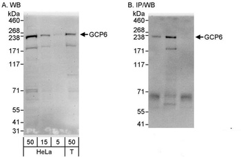 Rabbit anti-GCP6 Antibody, Affinity Purified
