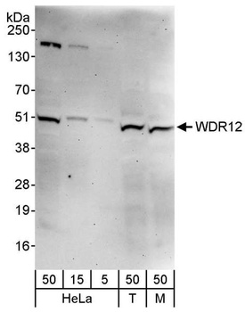 Rabbit anti-WDR12 Antibody, Affinity Purified