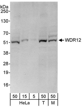 Rabbit anti-WDR12 Antibody, Affinity Purified