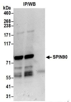 Rabbit anti-SPIN90 Antibody, Affinity Purified