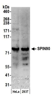Rabbit anti-SPIN90 Antibody, Affinity Purified