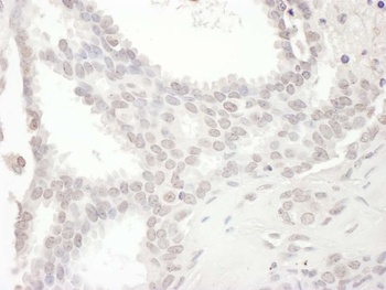 Rabbit anti-SPIN90 Antibody, Affinity Purified