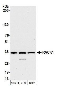 Rabbit anti-RACK1 Antibody, Affinity Purified