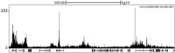 Rabbit anti-CBX2 Antibody, Affinity Purified