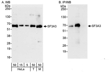 Rabbit anti-SF3A3 Antibody, Affinity Purified