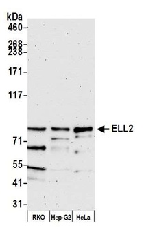 Rabbit anti-ELL2 Antibody, Affinity Purified