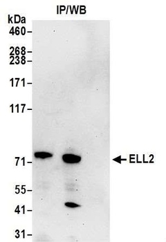 Rabbit anti-ELL2 Antibody, Affinity Purified