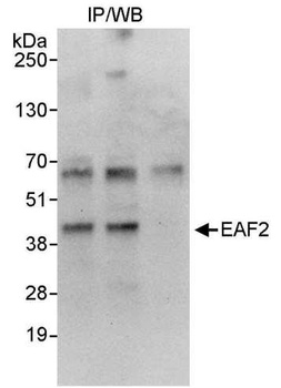 Rabbit anti-EAF2 Antibody, Affinity Purified
