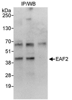 Rabbit anti-EAF2 Antibody, Affinity Purified