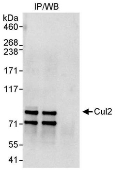 Rabbit anti-Cul2 Antibody, Affinity Purified