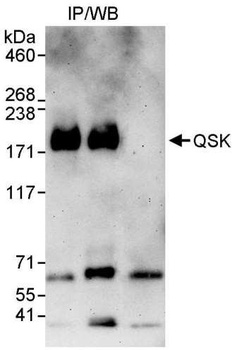Rabbit anti-QSK Antibody, Affinity Purified