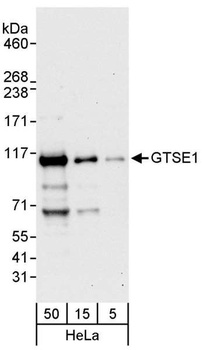 Rabbit anti-GTSE1 Antibody, Affinity Purified