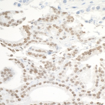 Rabbit anti-BRD3 Antibody, Affinity Purified
