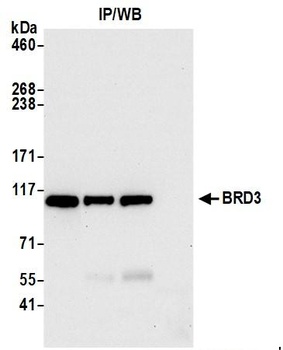 Rabbit anti-BRD3 Antibody, Affinity Purified
