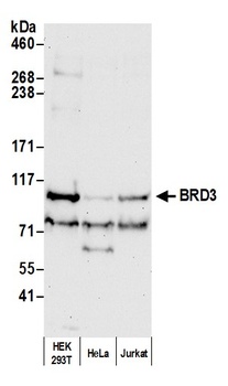 Rabbit anti-BRD3 Antibody, Affinity Purified