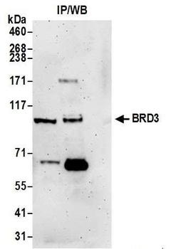 Rabbit anti-BRD3 Antibody, Affinity Purified