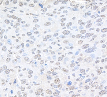 Rabbit anti-Pc2 Antibody, Affinity Purified