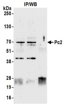 Rabbit anti-Pc2 Antibody, Affinity Purified
