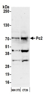 Rabbit anti-Pc2 Antibody, Affinity Purified