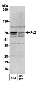 Rabbit anti-Pc2 Antibody, Affinity Purified