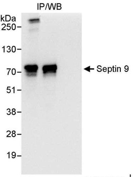 Rabbit anti-Septin 9 Antibody, Affinity Purified