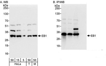 Rabbit anti-EB1 Antibody, Affinity Purified