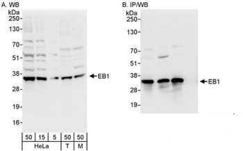 Rabbit anti-EB1 Antibody, Affinity Purified