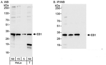 Rabbit anti-EB1 Antibody, Affinity Purified