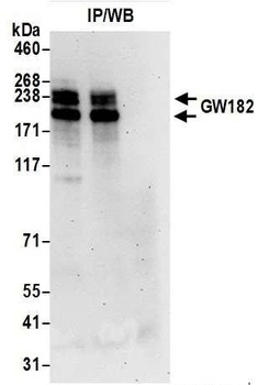 Rabbit anti-GW182 Antibody, Affinity Purified
