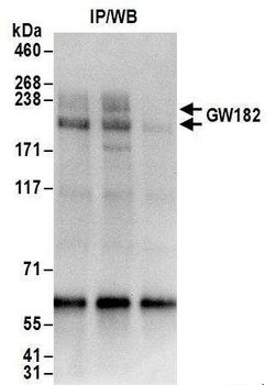 Rabbit anti-GW182 Antibody, Affinity Purified