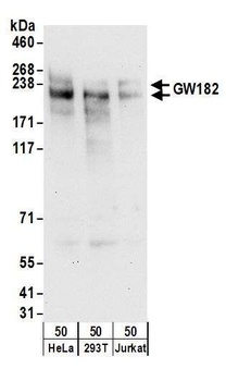 Rabbit anti-GW182 Antibody, Affinity Purified