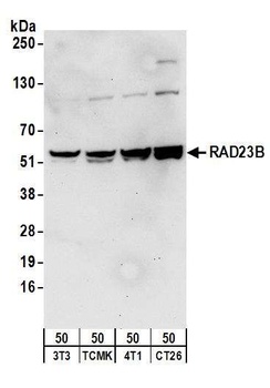 Rabbit anti-RAD23B Antibody, Affinity Purified