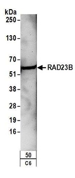 Rabbit anti-RAD23B Antibody, Affinity Purified