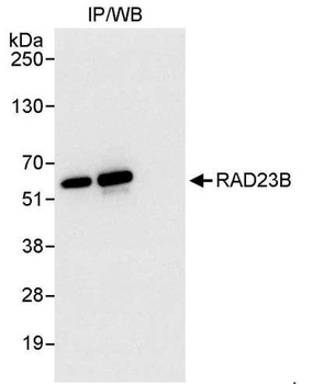 Rabbit anti-RAD23B Antibody, Affinity Purified