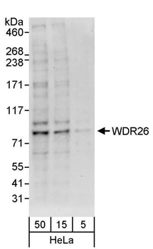Rabbit anti-WDR26 Antibody, Affinity Purified