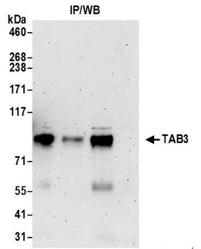 Rabbit anti-TAB3 Antibody, Affinity Purified