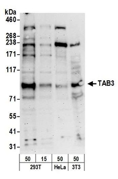 Rabbit anti-TAB3 Antibody, Affinity Purified