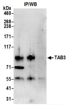 Rabbit anti-TAB3 Antibody, Affinity Purified