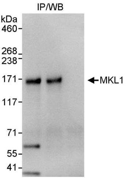 Rabbit anti-MKL1 Antibody, Affinity Purified