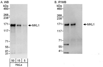 Rabbit anti-MKL1 Antibody, Affinity Purified