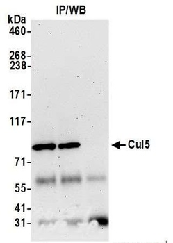 Rabbit anti-Cul5 Antibody, Affinity Purified