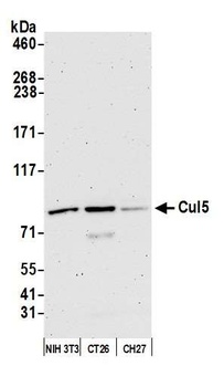 Rabbit anti-Cul5 Antibody, Affinity Purified