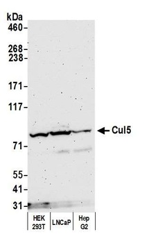 Rabbit anti-Cul5 Antibody, Affinity Purified