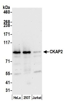 Rabbit anti-CKAP2 Antibody, Affinity Purified