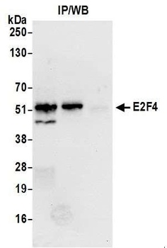 Rabbit anti-E2F4 Antibody, Affinity Purified