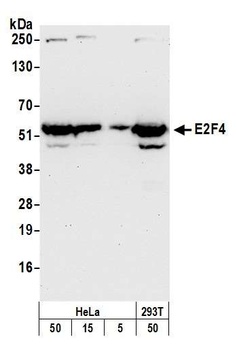 Rabbit anti-E2F4 Antibody, Affinity Purified