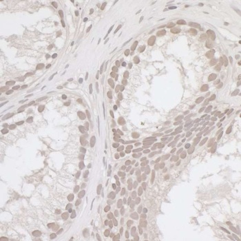 Rabbit anti-E2F4 Antibody, Affinity Purified