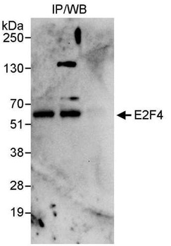 Rabbit anti-E2F4 Antibody, Affinity Purified
