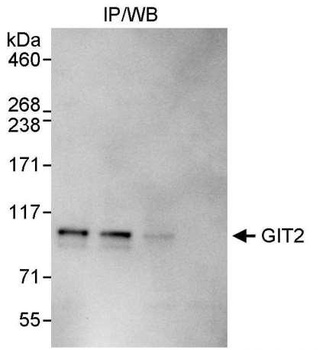 Rabbit anti-GIT2 Antibody, Affinity Purified